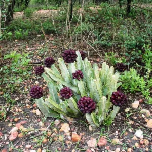 Caralluma Speciosa Succulent Plant