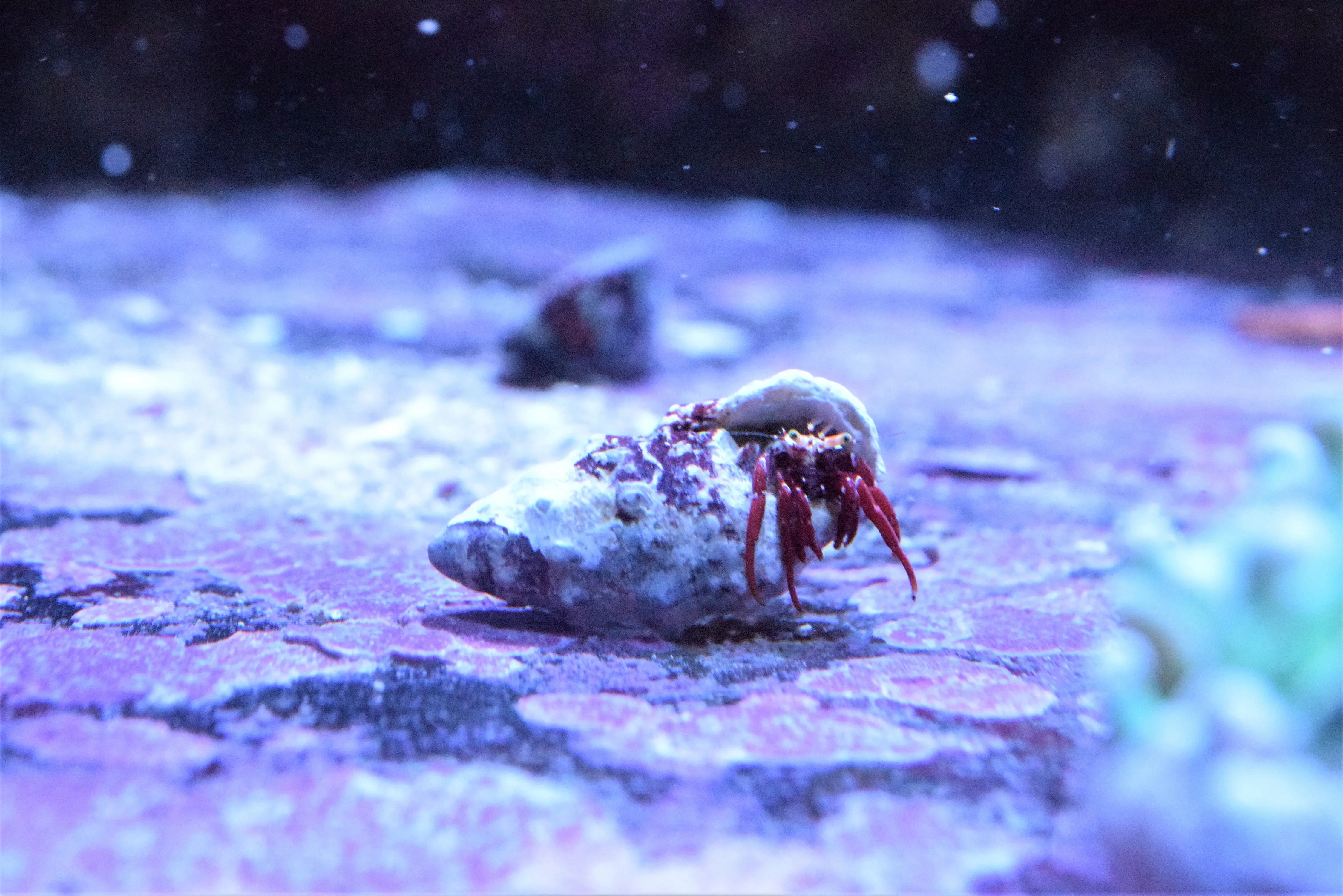 Hermit Crabs