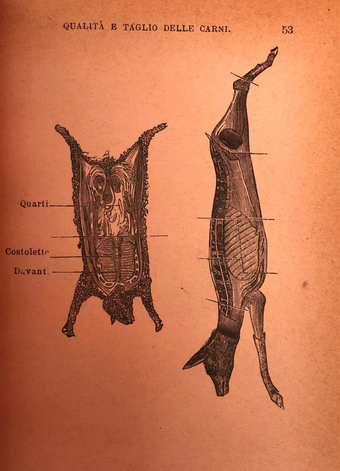 (Italian) Anna Maria, Cav. Il Nuovo Re Dei Cuochi, che contiene la Cucina Grassa, Magra e d'Olio, Serve Pranzi...con migliori metodi per Conserve, Gelati, Rosoli, etc.