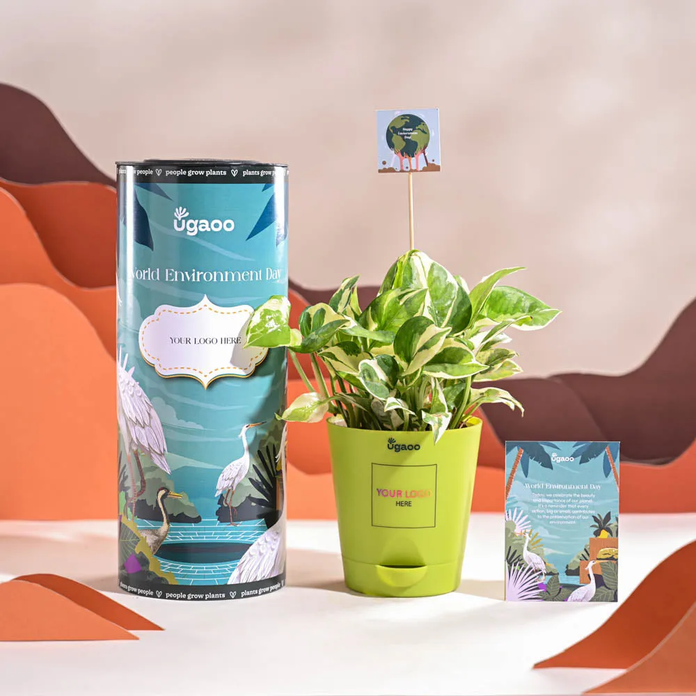 Money Plant N Joy For Environment Day Gifting