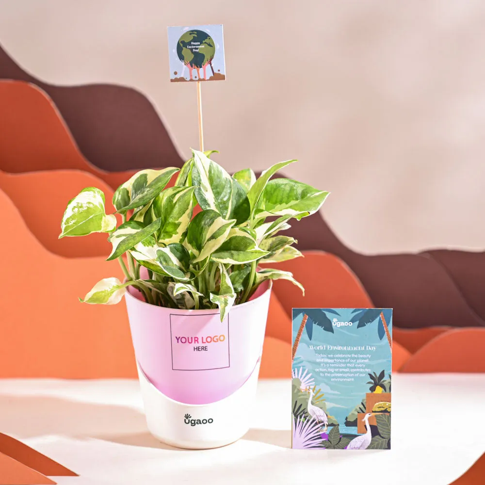 Money Plant N Joy For Environment Day Gifting