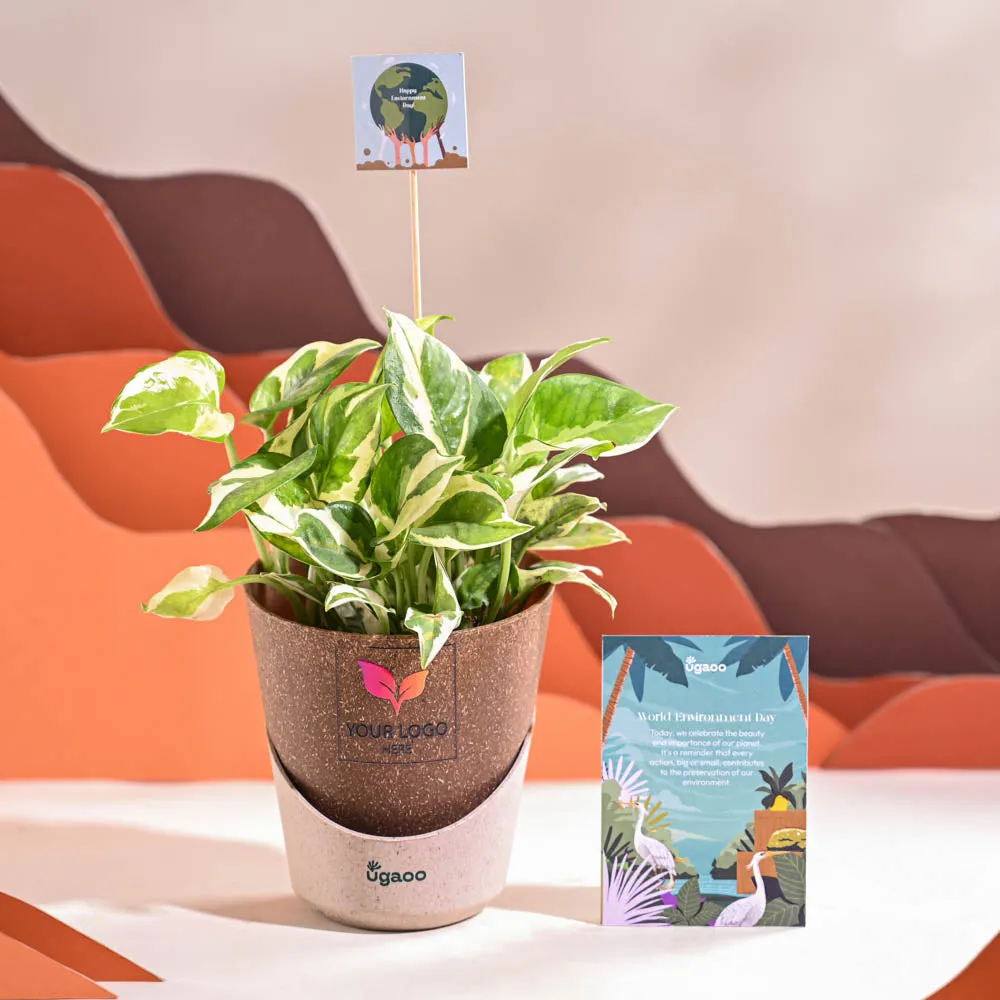 Money Plant N Joy For Environment Day Gifting