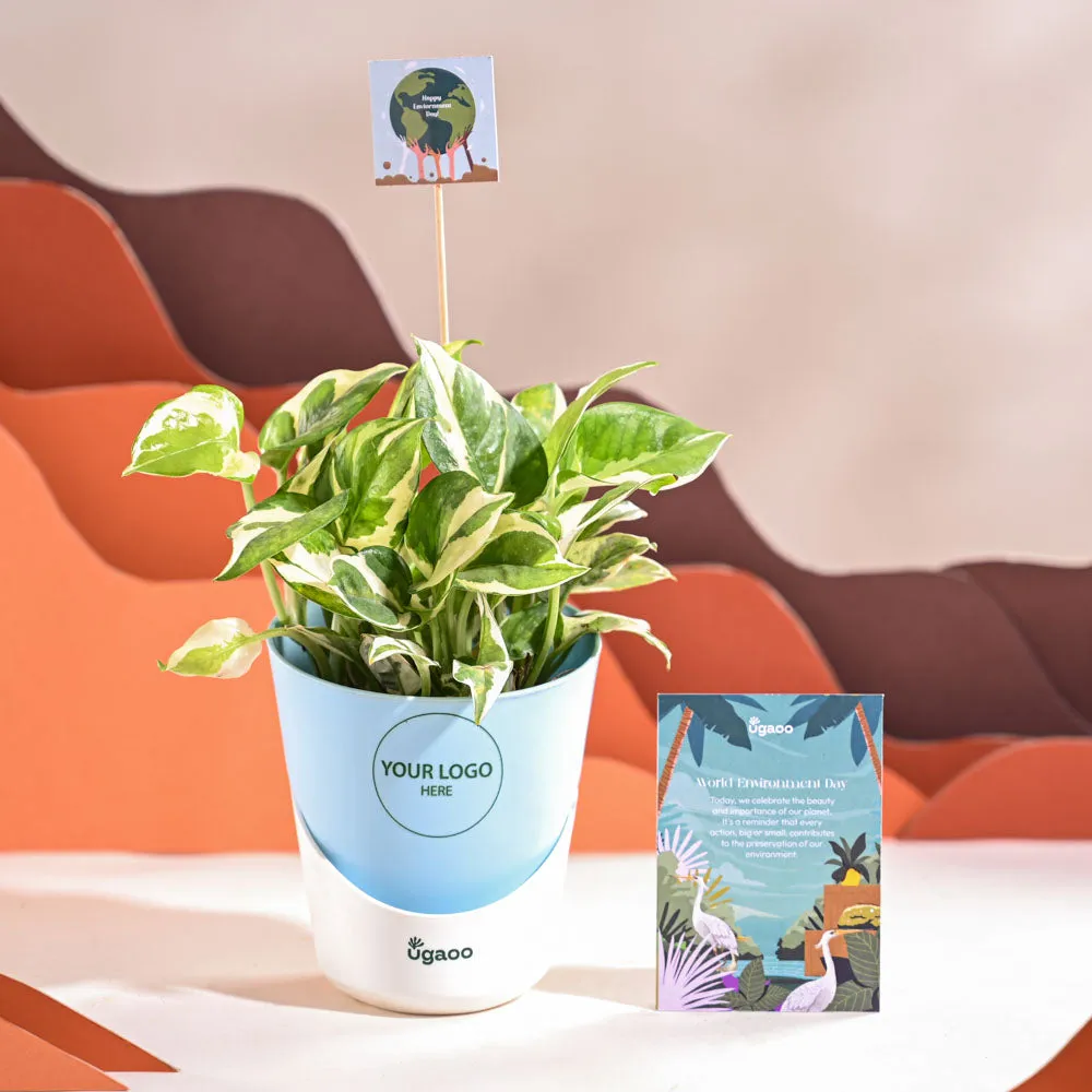 Money Plant N Joy For Environment Day Gifting