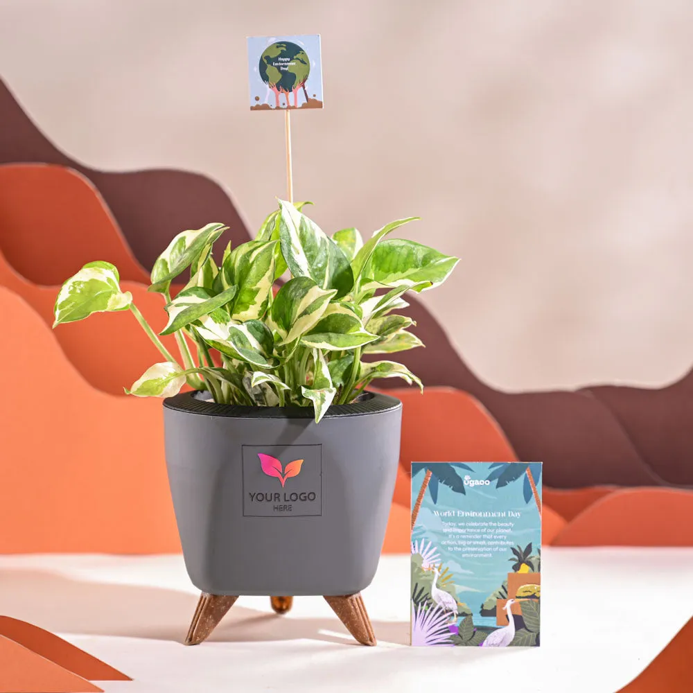 Money Plant N Joy For Environment Day Gifting