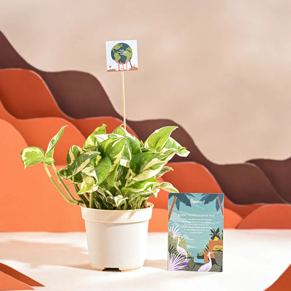 Money Plant N Joy For Environment Day Gifting