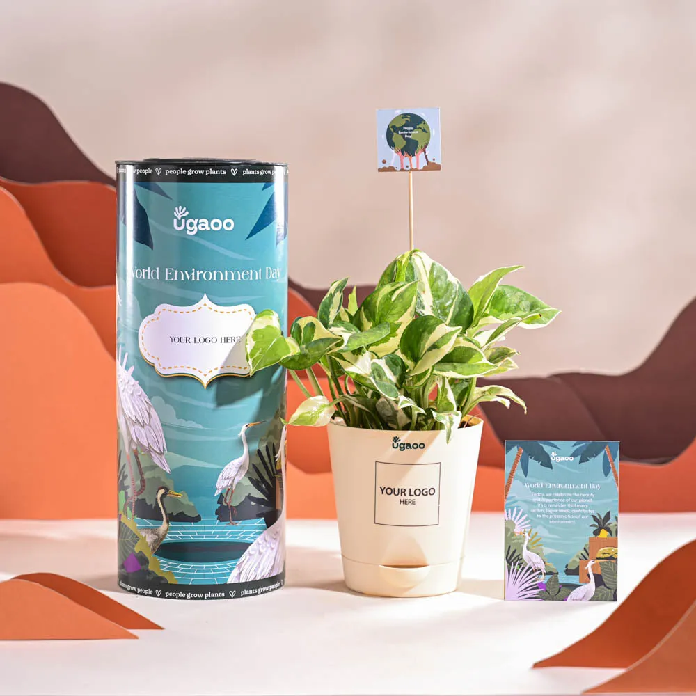 Money Plant N Joy For Environment Day Gifting