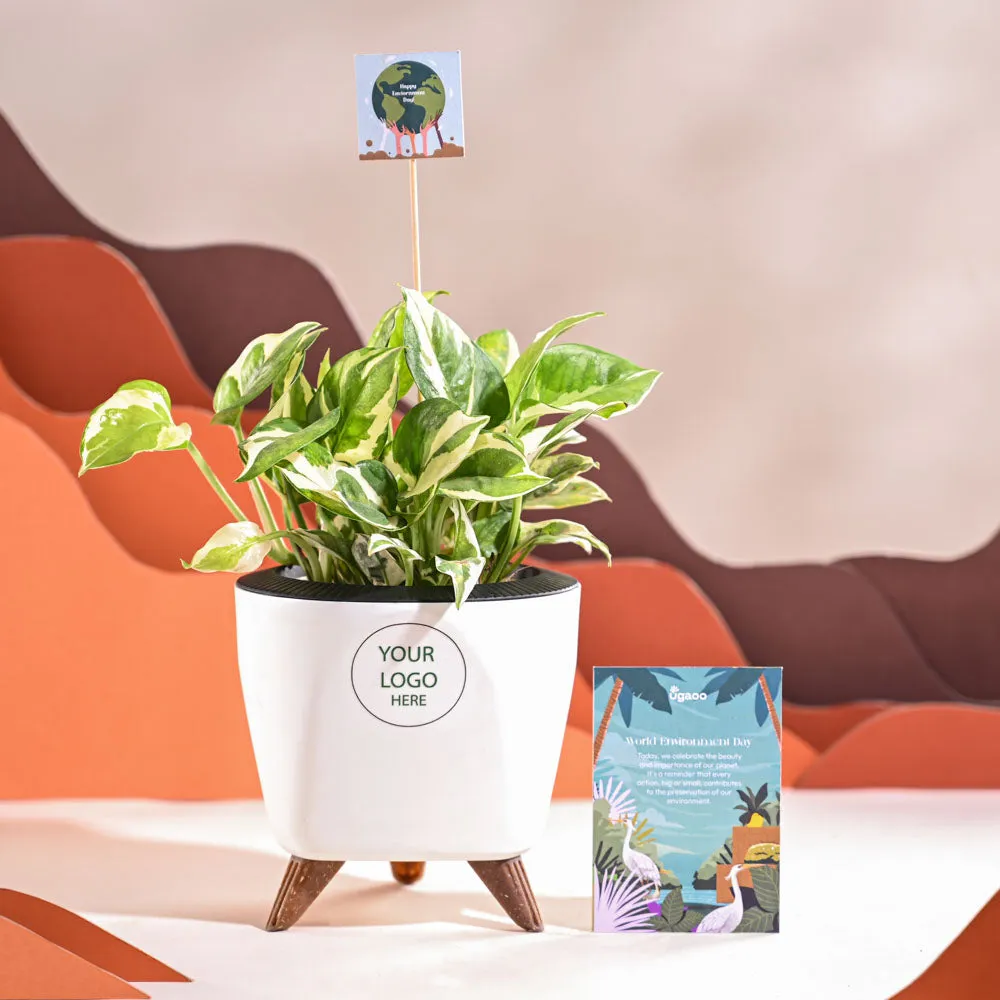 Money Plant N Joy For Environment Day Gifting