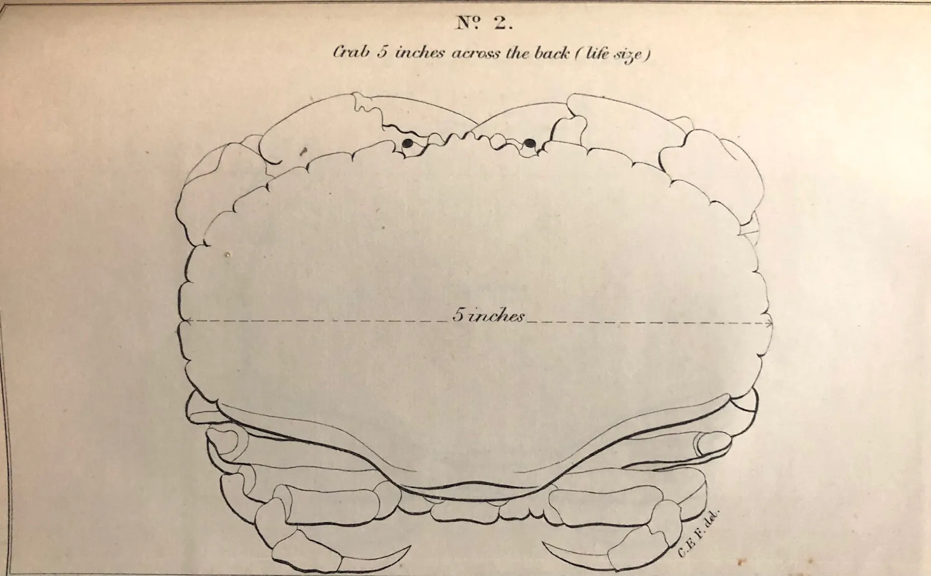 (*NEW ARRIVAL*) (Shellfish) Buckland, Frank, Spencer Walpole, J. A. Blake, et al. Reports of the Crab and Lobster Fisheries of England and Wales, Scotland, and Ireland